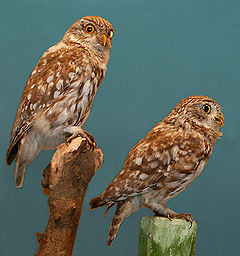  Athene noctua 
